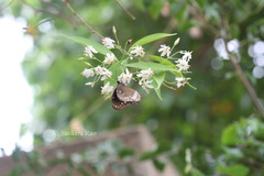 Wrightia tinctoria subsp. rothii